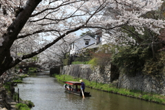 花見日和②