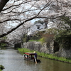 花見日和②