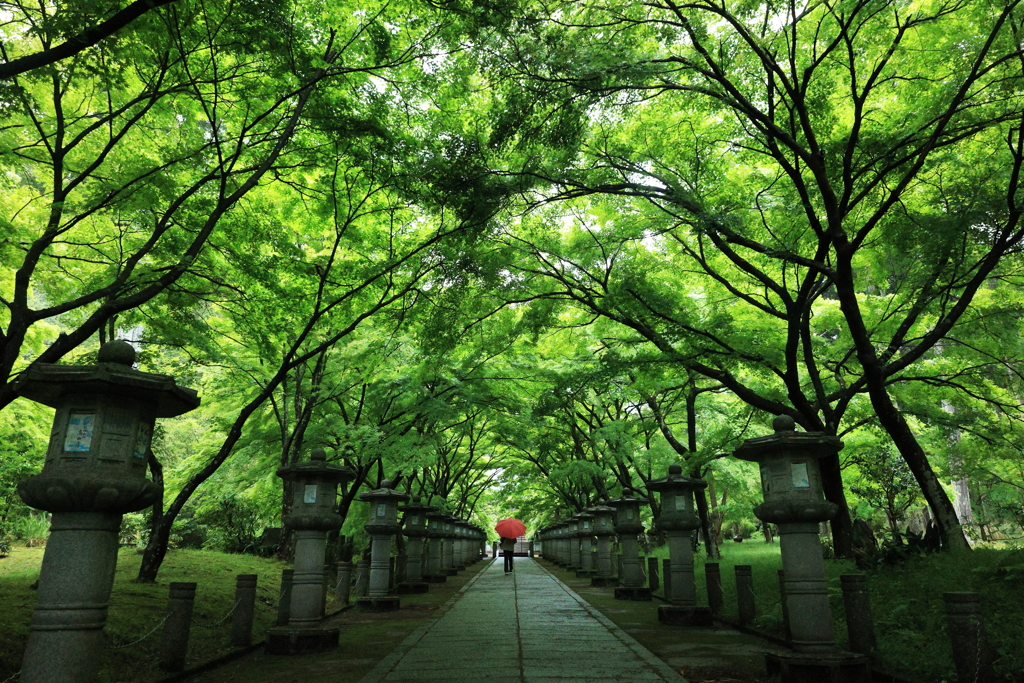 小雨の参道