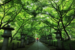 小雨の参道