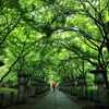 小雨の参道