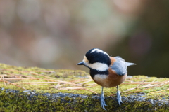 公園で見かけた野鳥②