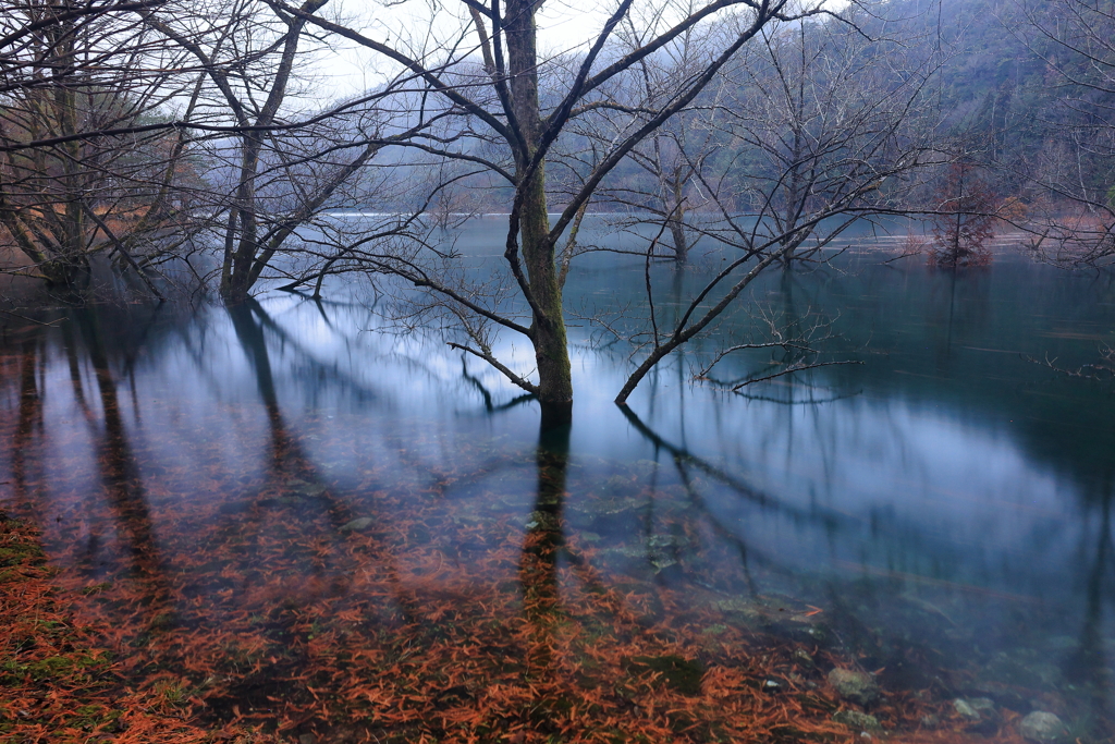 水没林
