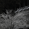 山里