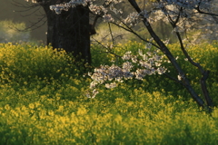 菜の花畑の桜