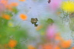 コスモス畑のカモ