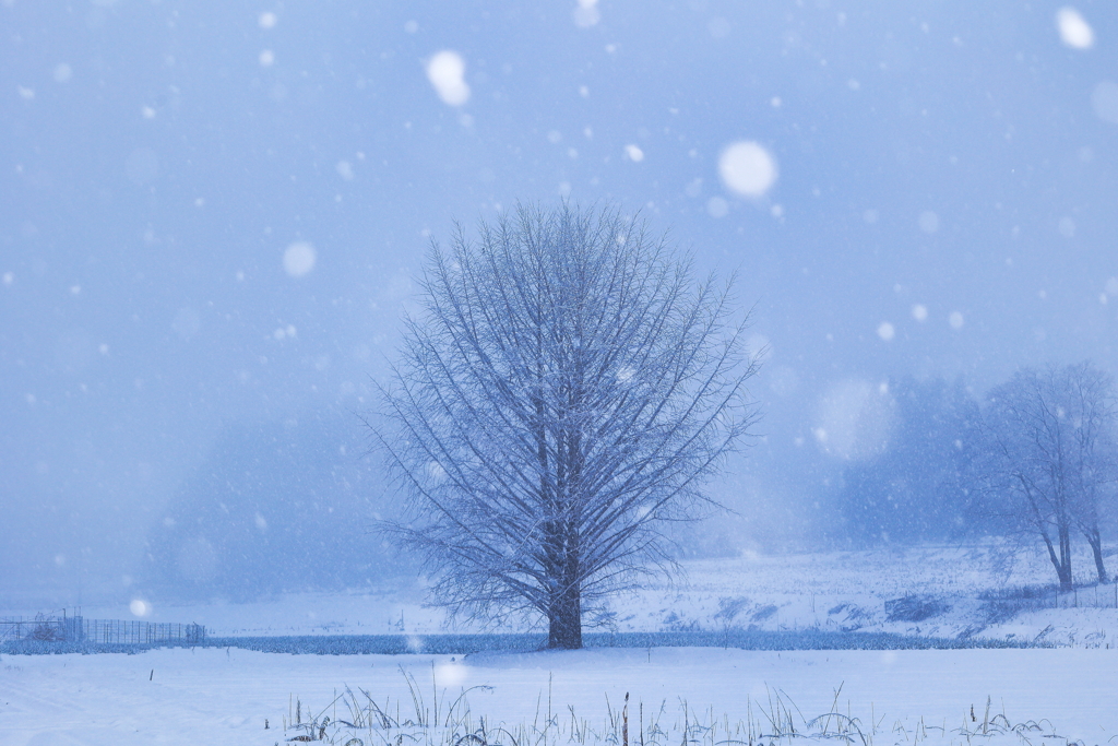 雪中一本樹