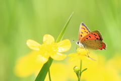 草むらの花に