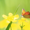 草むらの花に