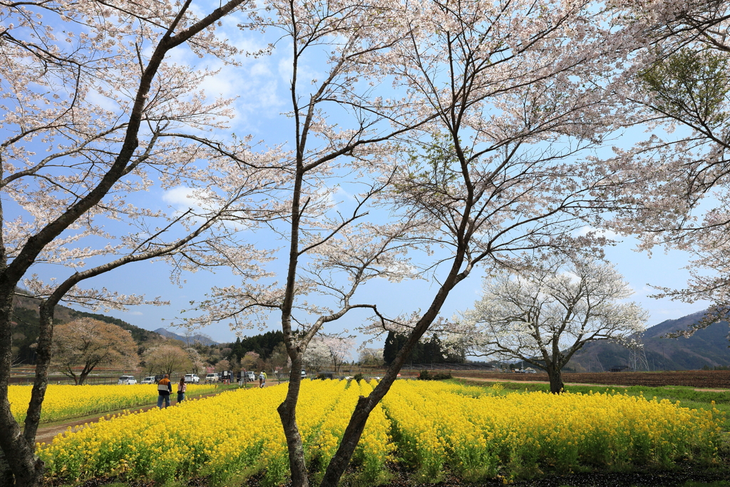 春盛り②