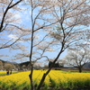 春盛り②