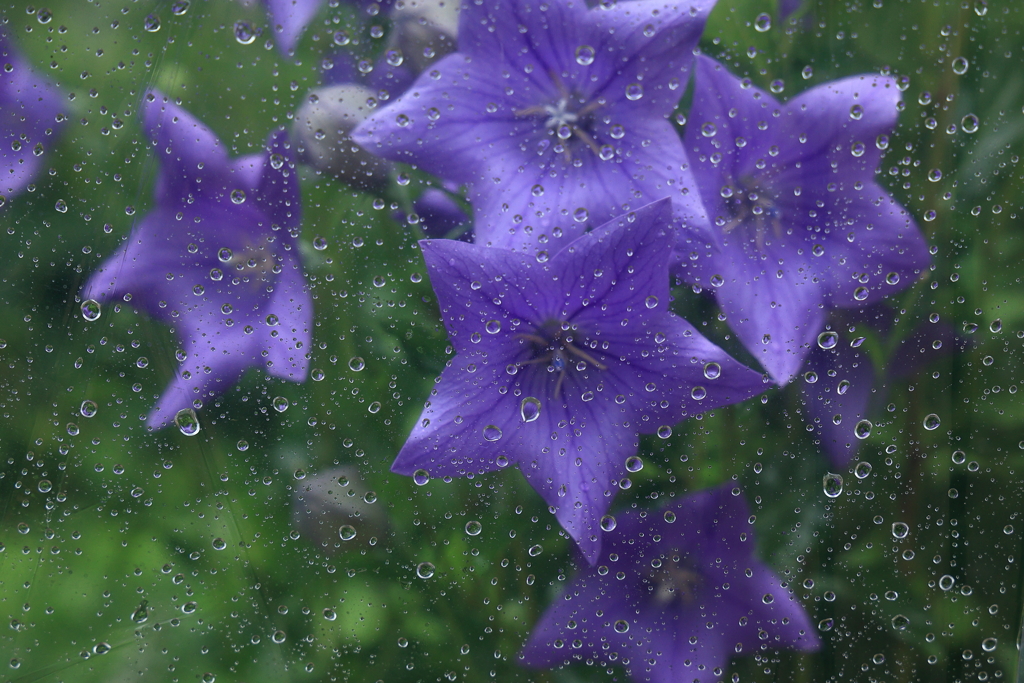 雨の一日