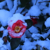 冬の花