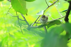 癒しの夏