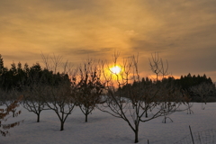 冬の陽