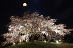 夜桜