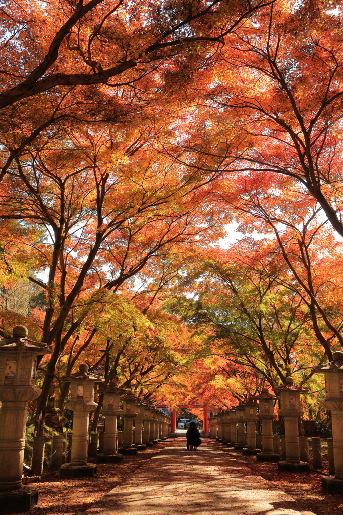 紅葉の参道