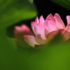 7月の花②
