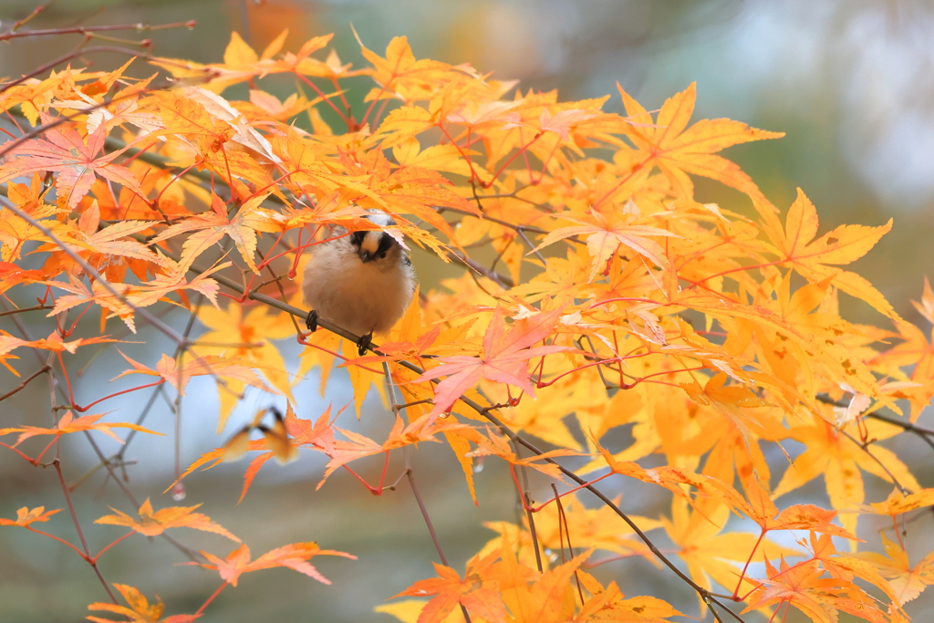 終い紅葉