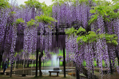 藤公園にて