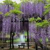 藤公園にて