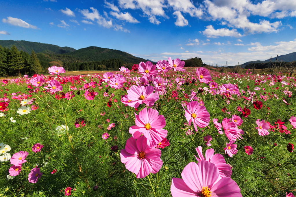 秋晴れの花畑