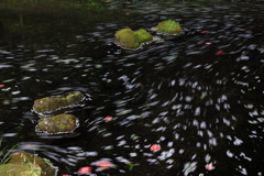 散って流れて！
