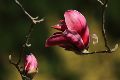 春の花