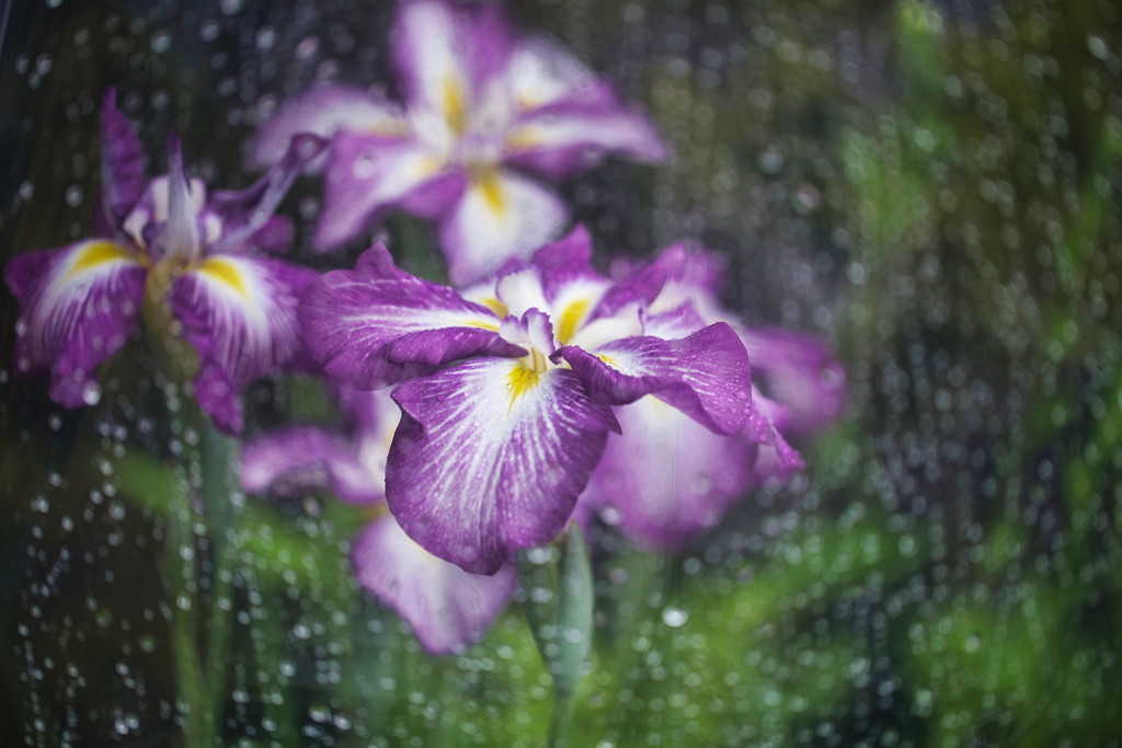雨の季節