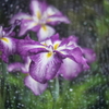 雨の季節