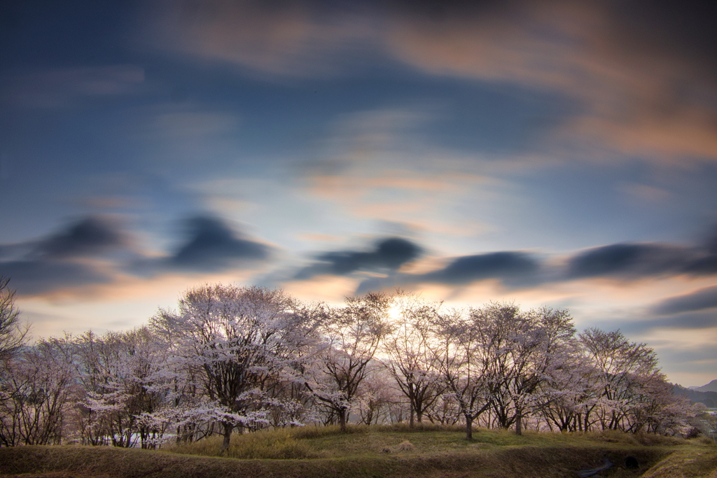 小山の桜
