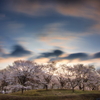 小山の桜