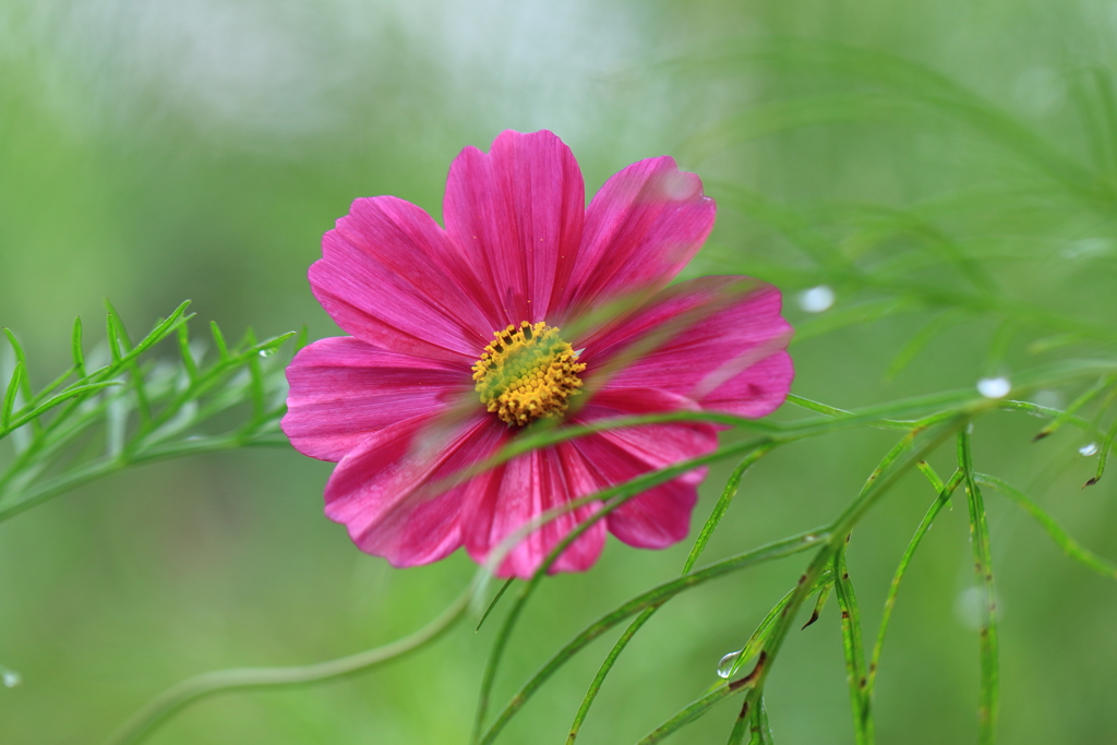 コスモス色々６