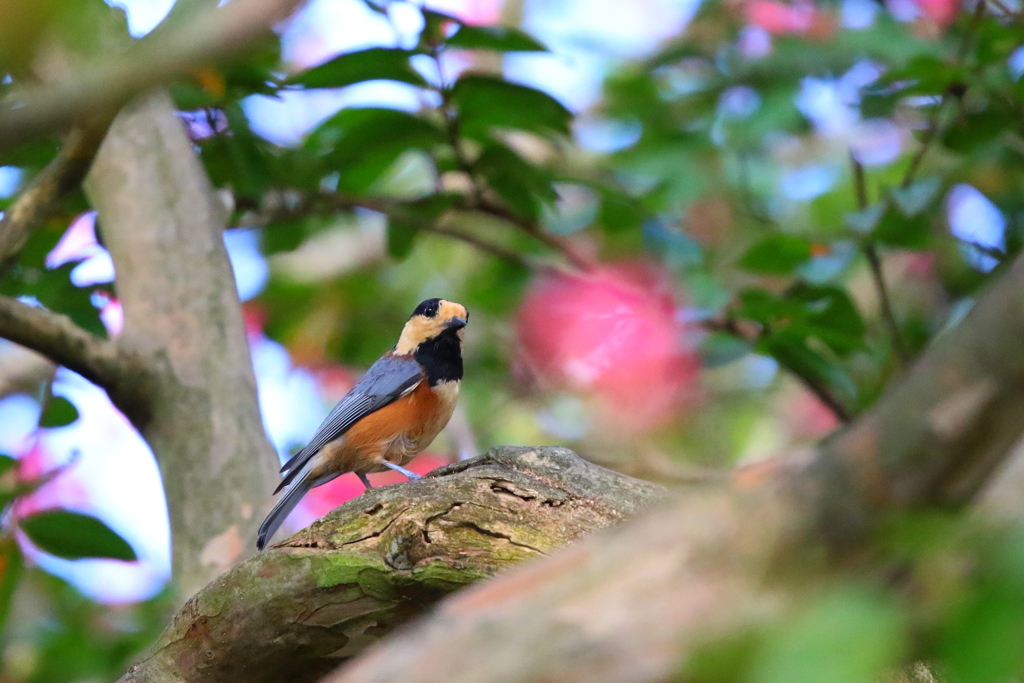 たまには鳥さん2