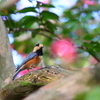 たまには鳥さん2