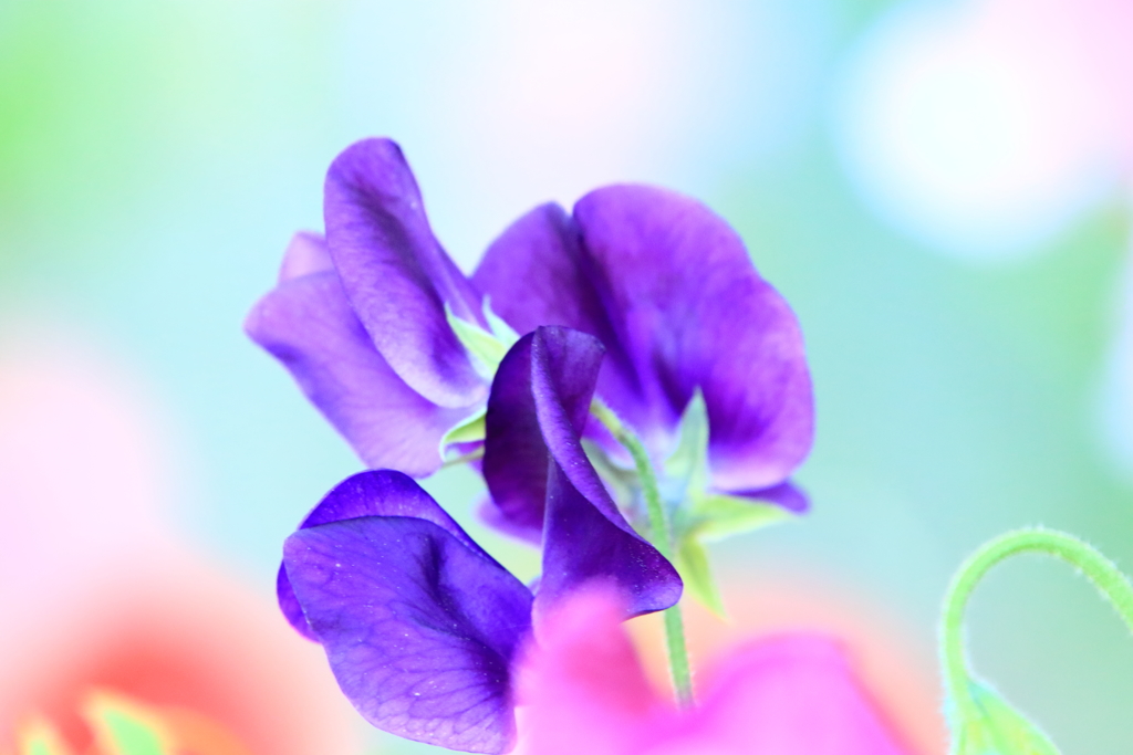 青いスイートピー