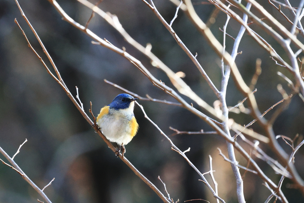 野山の鳥①