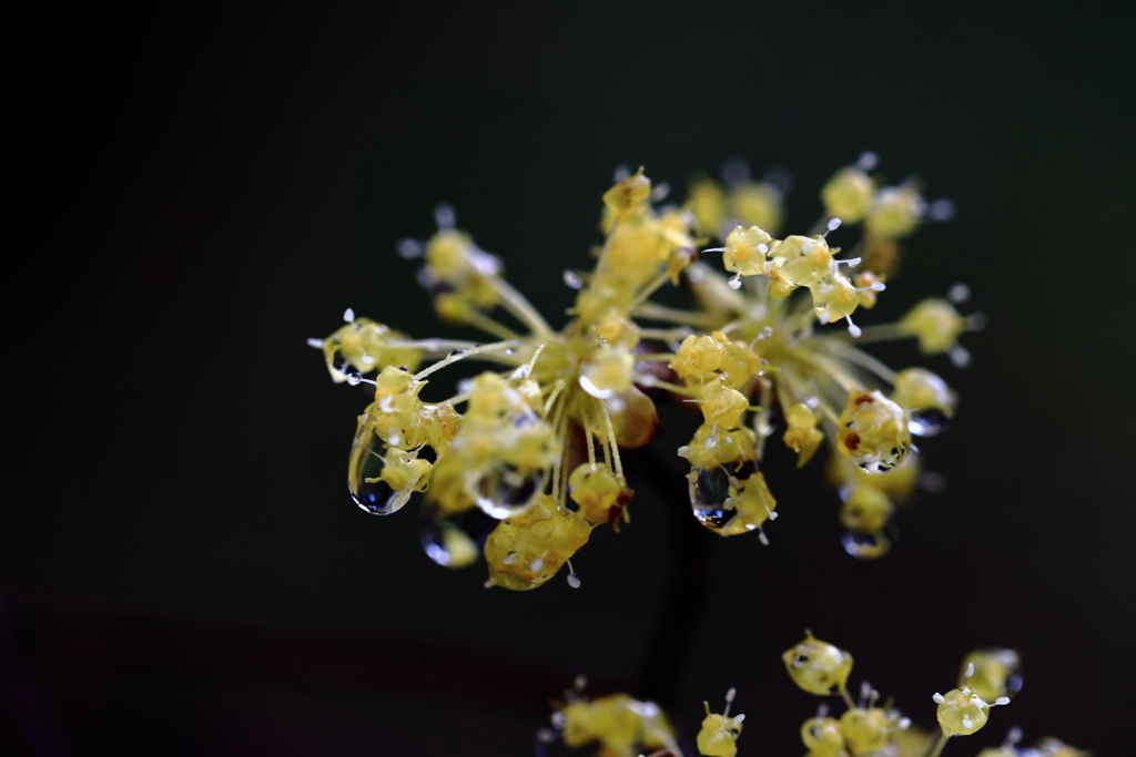 春の雨２