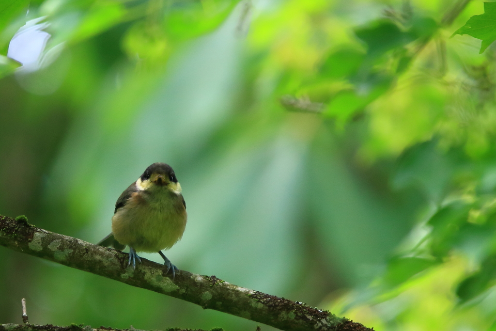 ヤマガラ・幼鳥