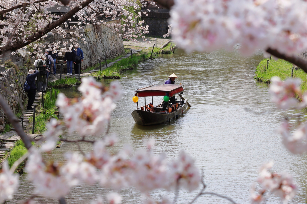 花見日和
