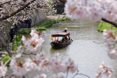 花見日和