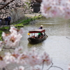 花見日和