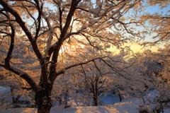 雪の花