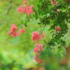 百日紅２