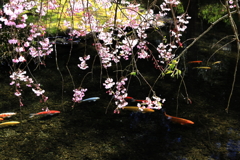 池の鯉と桜