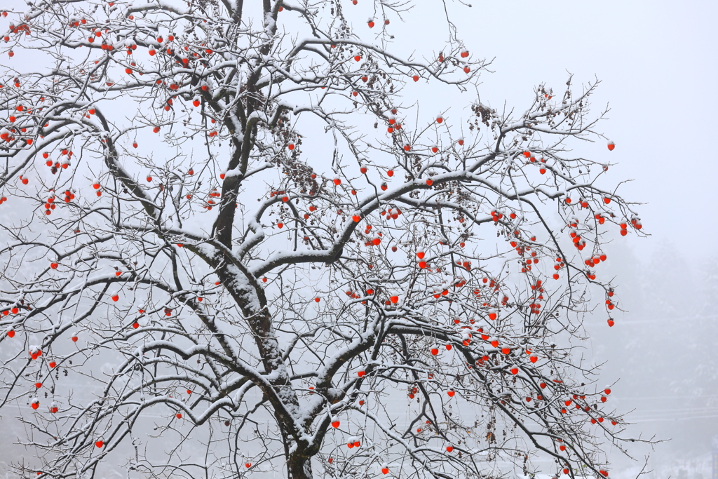 雪化粧