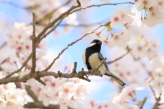 桜の枝でポーズ
