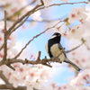 桜の枝でポーズ