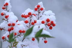 雪の綿帽子