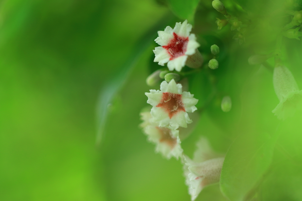 庭に咲いた花２